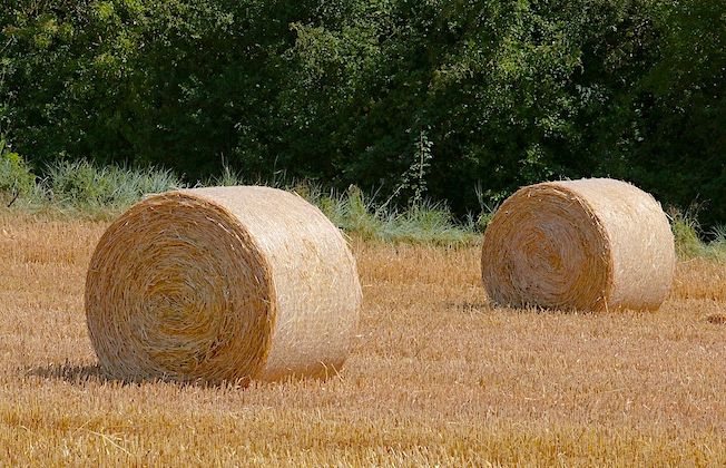 PLAN FOURRAGE – Les Landes au soutien des exploitations